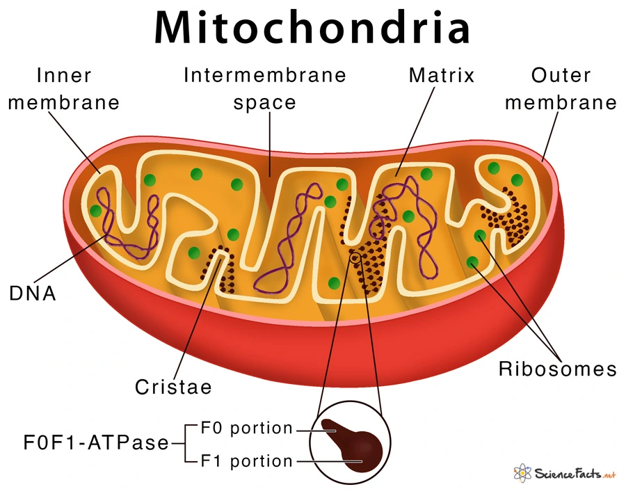 Mitochondria